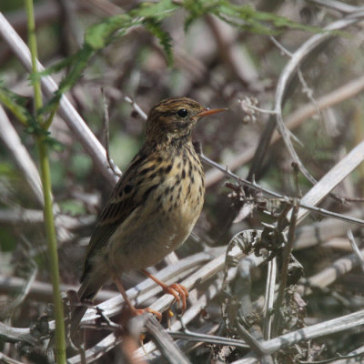 Meadow Pipit, Overtoun Glen, Clyde