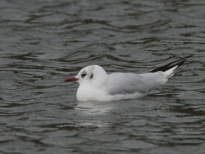 Black-headed Gull, Binghams Pond-Glasgow, Clyde