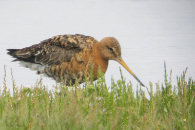 Black-tailed Godwit, Kilspindie, Lothian