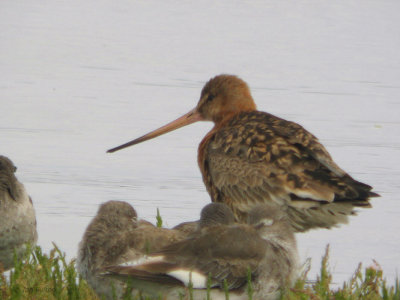 Black-tailed Godwit, Kilspindie, Lothian