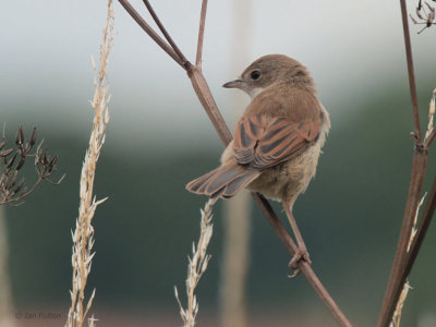 Common Whitethroat, Kilspindie, Lothian