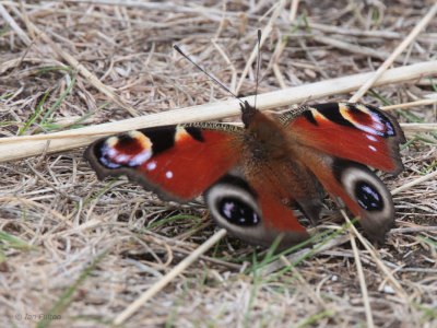 Peacock Butterfly, Kilspindie, Lothian