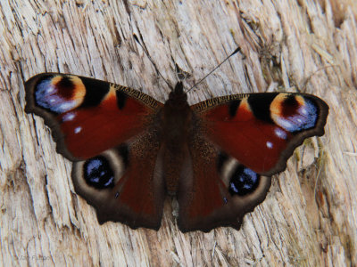 Peacock Butterfly, Loch Lomond NNR, Clyde