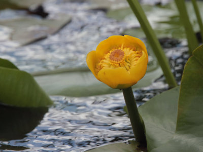 Water Lily, Net Bay-RSPB Loch Lomond, Clyde