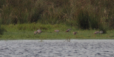 Black-tailed Godwit, Crom Mhin Bay-Loch Lomond NNR