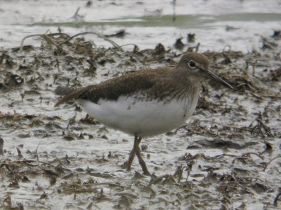 Green Sandpiper, Baron's Haugh RSPB, Clyde