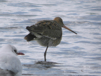 Black-tailed Godwit, Baron's Haugh RSPB, Clyde