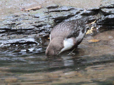 Dipper, Rouken Glen Park, Glasgow