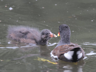 Moorhen, Rouken Glen Park, Glasgow