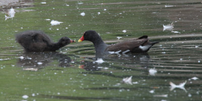 Moorhen, Rouken Glen Park, Glasgow