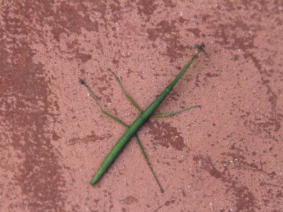 Stick Insect sp, Andasibe, Madagascar