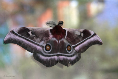 Huge Moth sp, Andasibe, Madagascar