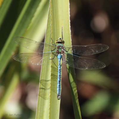 Dragonfly sp, Isalo, Madagascar
