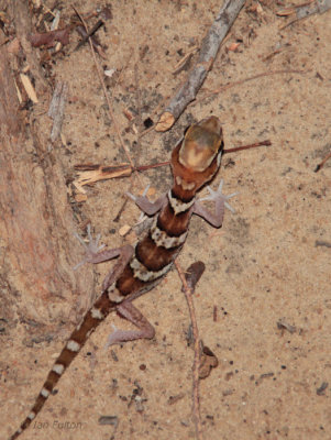 Big-headed Gecko, Kirindy, Madagascar