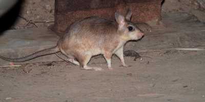 Giant Jumping Rat, Kirindy, Madagascar