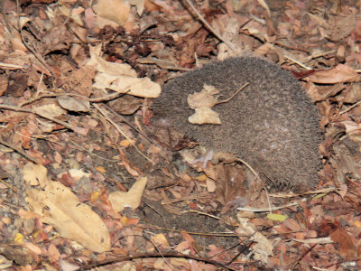 Greater Hedgehog Tenrec, Ankarafantsika, Madagascar