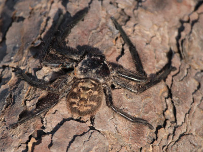 Huge spider sp, Ifaty, Madagascar