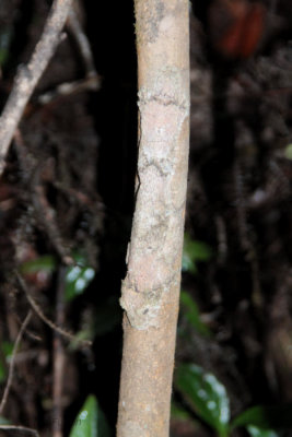 Mossy Leaf-tailed Gecko, Andasibe, Madagascar