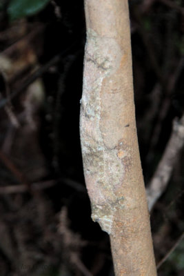 Mossy Leaf-tailed Gecko, Andasibe, Madagascar