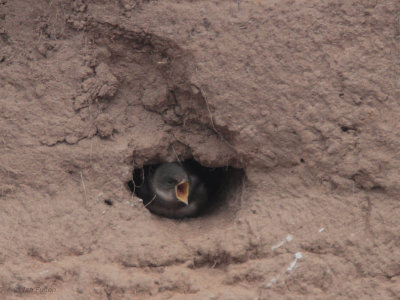 Sand Martin, Endrick Water, Clyde