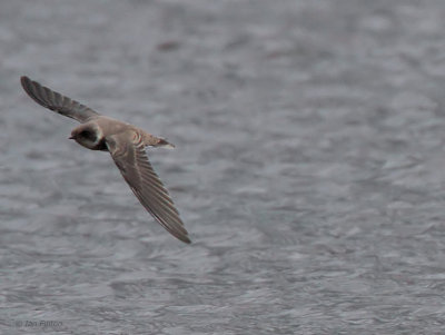 Sand Martin, Endrick Water, Clyde