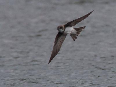 Sand Martin, Endrick Water, Clyde
