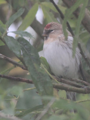 Arctic Redpoll, Hoswick, Mainland, Shetland