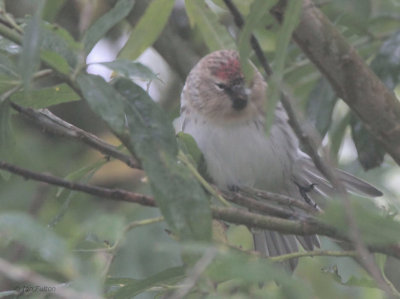 Arctic Redpoll, Hoswick, Mainland, Shetland