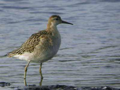 Ruff, Baron's Haugh RSPB, Clyde