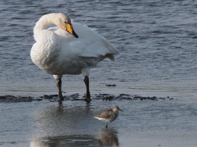 Whooper Swan and Ruff, Baron's Haugh RSPB, Clyde