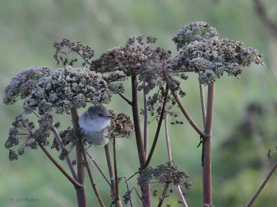 Barred Warbler, Fair Isle