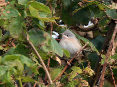 Subalpine Warbler, Mid Yell, Shetland