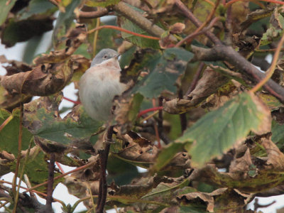 Subalpine Warbler, Mid Yell, Shetland