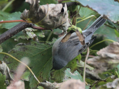 Subalpine Warbler, Mid Yell, Shetland