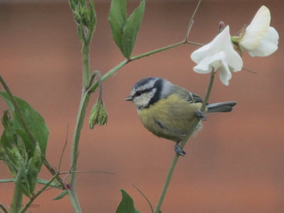 Blue Tit, Baillieston, Glasgow