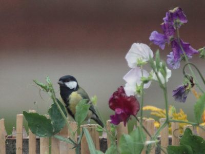 Great Tit, Baillieston, Glasgow