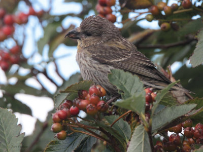 Common Crossbill (juvenile), Uyeasound, Unst, Shetland