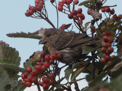 Common Crossbill (juvenile), Uyeasound, Unst, Shetland