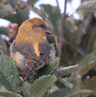 Common Crossbill (male), Uyeasound, Unst, Shetland