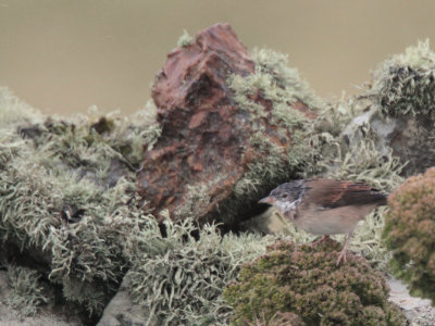 Common Whitethroat, Fair Isle