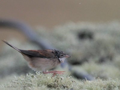 Common Whitethroat, Fair Isle