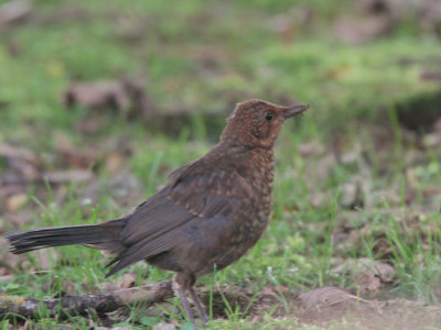 Blackbird, Wadbister, Mainland, Shetland
