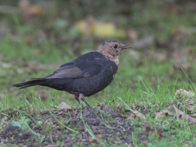 Blackbird, Wadbister, Mainland, Shetland