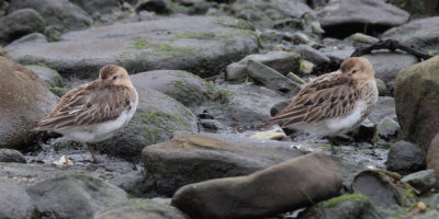 Dunlin, Boddam, Mainland, Shetland