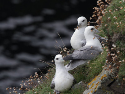 Fulmar, Fair Isle