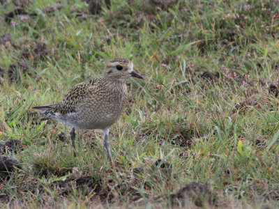 Golden Plover, Fair Isle