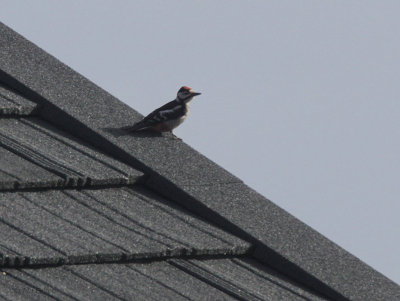 Great Spotted Woodpecker, Fair Isle