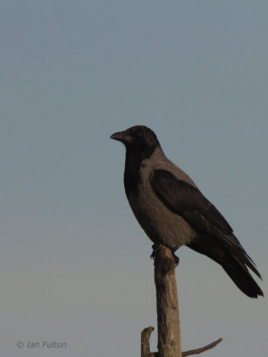 Hooded Crow, Auld Haa, Fair Isle