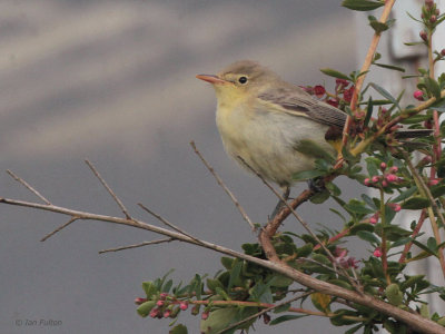 Icterine Warbler, Norwick, Unst, Shetland