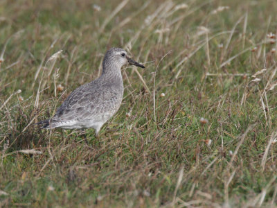 Knot, Meo Ness, Fair Isle